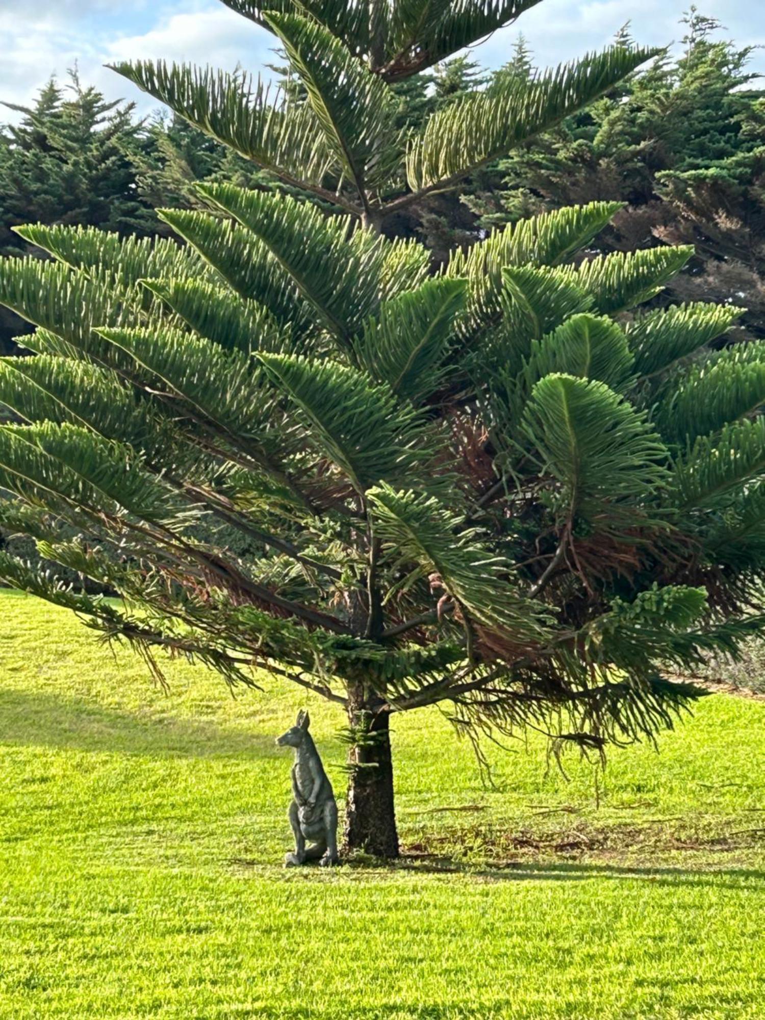 Nest - Charming, Comfortable Coastal Villa Port Fairy Eksteriør billede